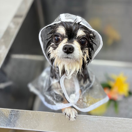 【本店】2024年2月29日のワンちゃん達♪