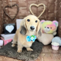 【本店】2024年2月10日のワンちゃん達♪