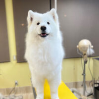 【本店】2024年2月11日のワンちゃん達♪