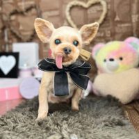 【本店】2024年2月16日のワンちゃん達♪