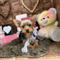 【本店】2024年2月18日のワンちゃん達♪