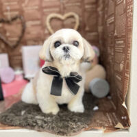 【本店】2024年2月28日のワンちゃん達♪