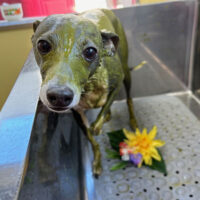 【本店】2024年2月3日のワンちゃん達♪