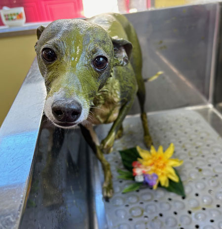 【本店】2024年2月3日のワンちゃん達♪