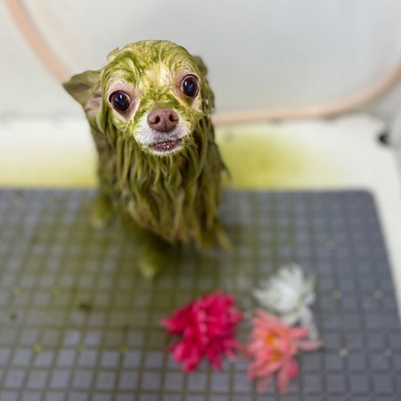 【本店】2024年2月4日のワンちゃん達♪