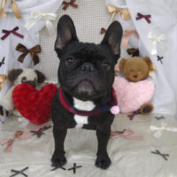 【山手店】2024年2月1日のワンちゃん達♪