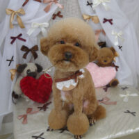 【山手店】2024年2月2日のワンちゃん達♪