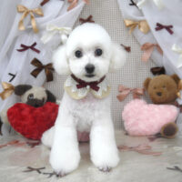 【山手店】2024年2月3日のワンちゃん達♪