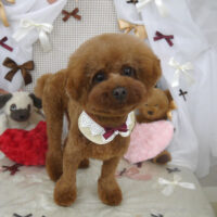 【山手店】2024年2月4日のワンちゃん達♪