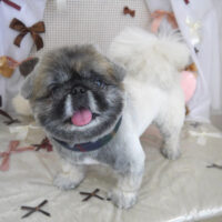 【山手店】2024年2月8日のワンちゃん達♪