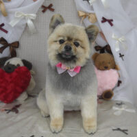 【山手店】2024年2月9日のワンちゃん達♪