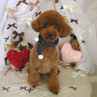 【山手店】2024年2月10日のワンちゃん達♪