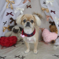 【山手店】2024年2月12日のワンちゃん達♪