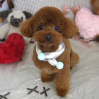 【山手店】2024年2月15日のワンちゃん達♪