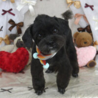 【山手店】2024年2月16日のワンちゃん達♪