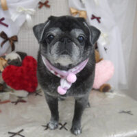 【山手店】2024年2月18日のワンちゃん達♪