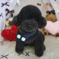 【山手店】2024年2月22日のワンちゃん達♪