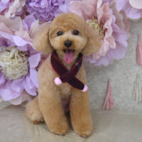 【山手店】2024年2月24日のワンちゃん達♪