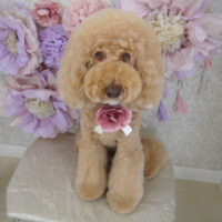 【山手店】2024年2月26日のワンちゃん達♪