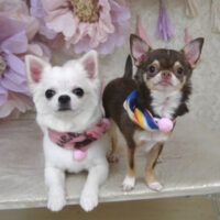 【山手店】2024年2月28日のワンちゃん達♪