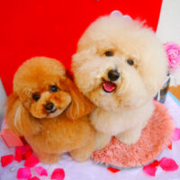 【池下店】2024年2月1日のワンちゃん達♪