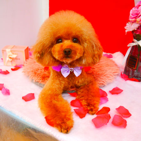 【池下店】2024年2月2日のワンちゃん達♪