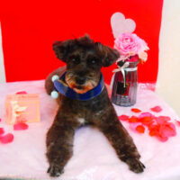 【池下店】2024年2月4日のワンちゃん達♪