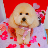 【池下店】2024年2月5日のワンちゃん達♪