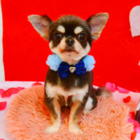 【池下店】2024年2月8日のワンちゃん達♪