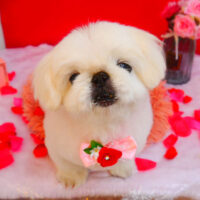 【池下店】2024年2月9日のワンちゃん達♪