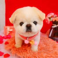 【池下店】2024年2月10日のワンちゃん達♪