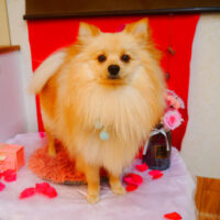 【池下店】2024年2月11日のワンちゃん達♪