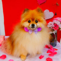 【池下店】2024年2月12日のワンちゃん達♪