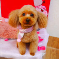 【池下店】2024年2月15日のワンちゃん達♪