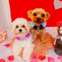 【池下店】2024年2月16日のワンちゃん達♪