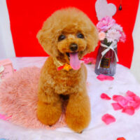 【池下店】2024年2月19日のワンちゃん達♪