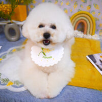 【池下店】2024年2月22日のワンちゃん達♪