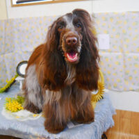 【池下店】2024年2月24日のワンちゃん達♪