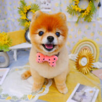 【池下店】2024年2月26日のワンちゃん達♪