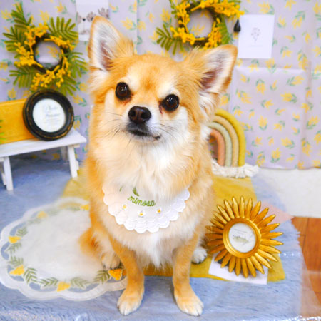 【池下店】2024年2月29日のワンちゃん達♪