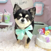 【本店】2024年3月28日のワンちゃん達♪