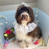 【本店】2024年3月1日のワンちゃん達♪