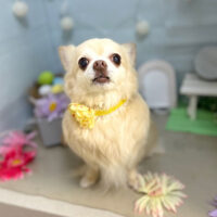 【本店】2024年3月16日のワンちゃん達♪