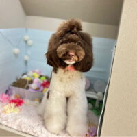 【本店】2024年3月4日のワンちゃん達♪