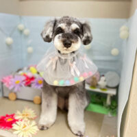 【本店】2024年3月7日のワンちゃん達♪