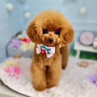 【本店】2024年3月8日のワンちゃん達♪