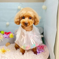 【本店】2024年3月9日のワンちゃん達♪