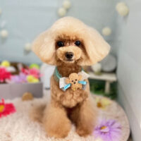 【本店】2024年3月15日のワンちゃん達♪