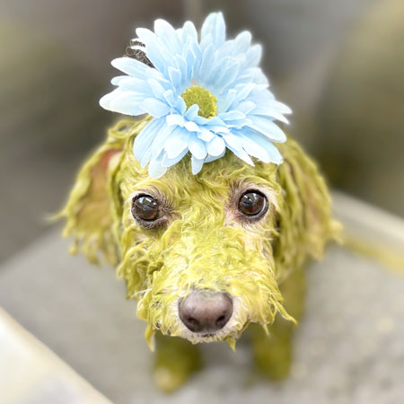 【本店】2024年3月29日のワンちゃん達♪