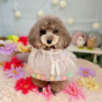 【本店】2024年3月27日のワンちゃん達♪